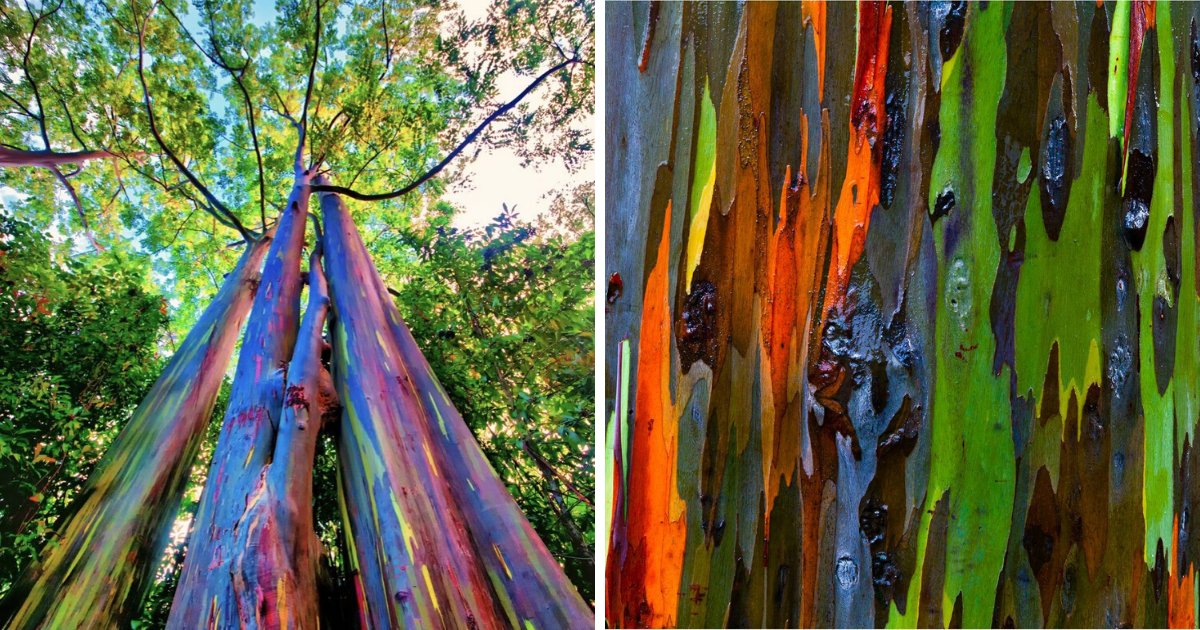 vonjour4.png?resize=1200,630 - Voici l'eucalyptus arc-en-ciel, un arbre fascinant au tronc multicolore !