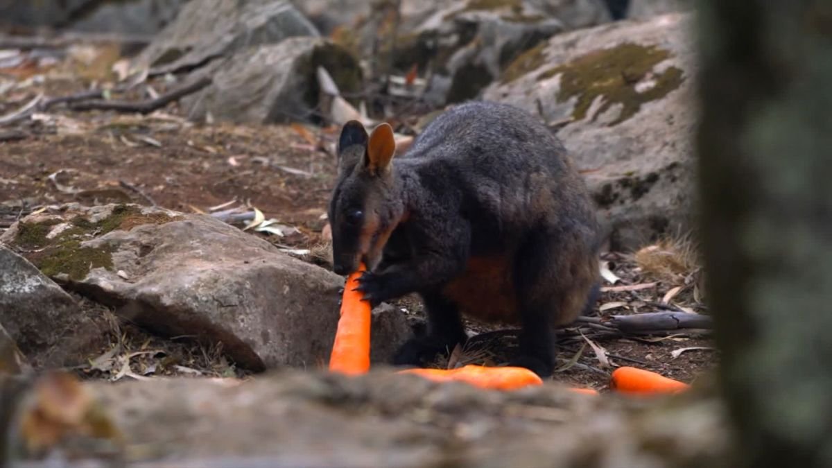 wallaby.jpg?resize=412,275 - Incendies en Australie: des carottes sont envoyées par les airs aux wallabies