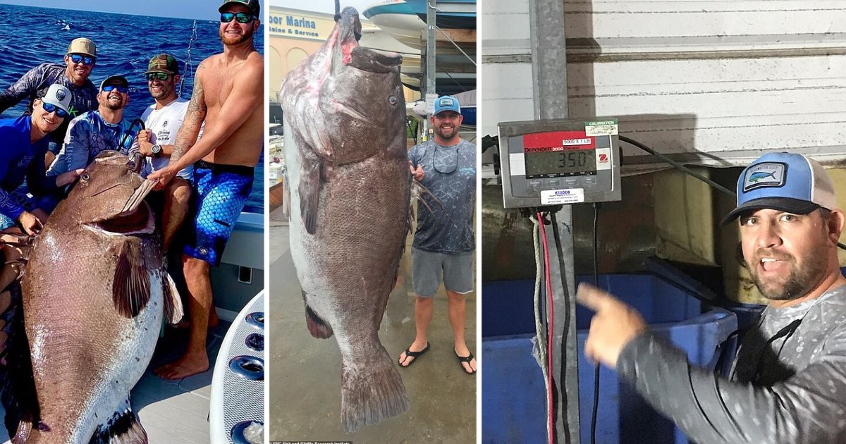 y3.png?resize=1200,630 - Fisherman Catches 350 Pounds Of Grouper That Is 50 Years Old 