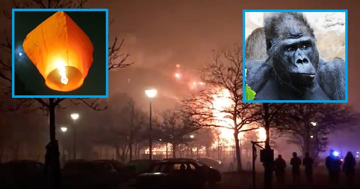 z3 1.jpg?resize=412,275 - Catastrophe: Une maman et ses deux filles ont lancé des lanternes dans le ciel qui ont déclaré un incendie dans un zoo