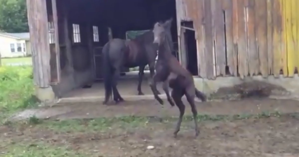1 14.png?resize=412,275 - Overly-Excited Mule Adorably Slipped on Wet Mud While Dancing