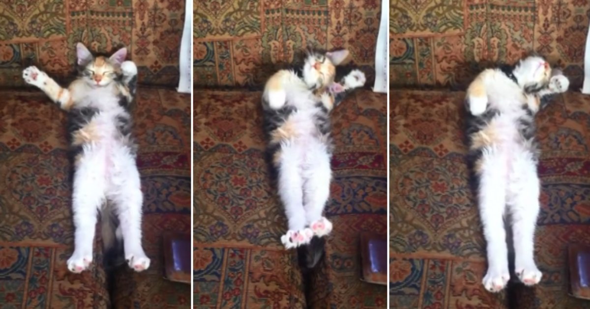 1 15.png?resize=1200,630 - Footage Shows Sleeping Kitten Making Funny Motions During Nap