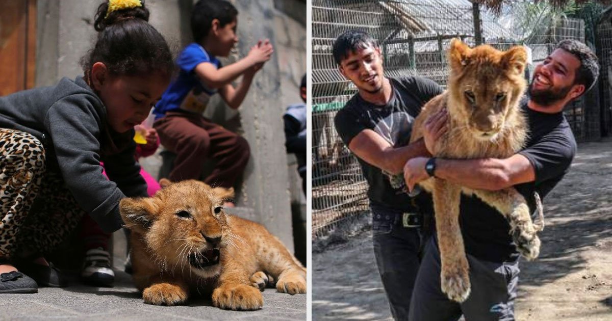 1 236.jpg?resize=1200,630 - Zoológico En Gaza Desgarró A Sus Leonas Para Que Puedan "Jugar" Con Ella
