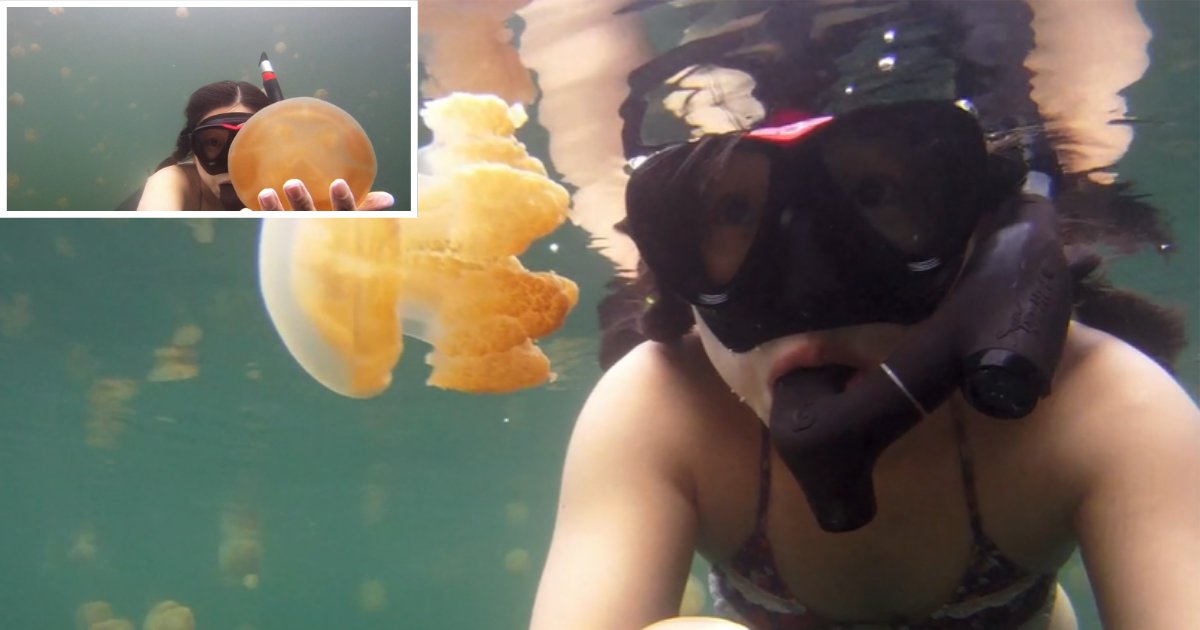 1 35.png?resize=412,232 - Swimmer Enjoys A Dive With Beautiful Jellyfish