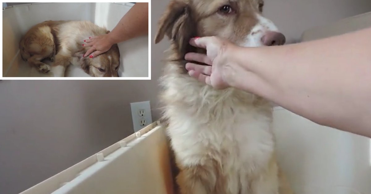 1 42.png?resize=1200,630 - Rescue Dog Learning to Love Human Touch Will Melt Your Heart