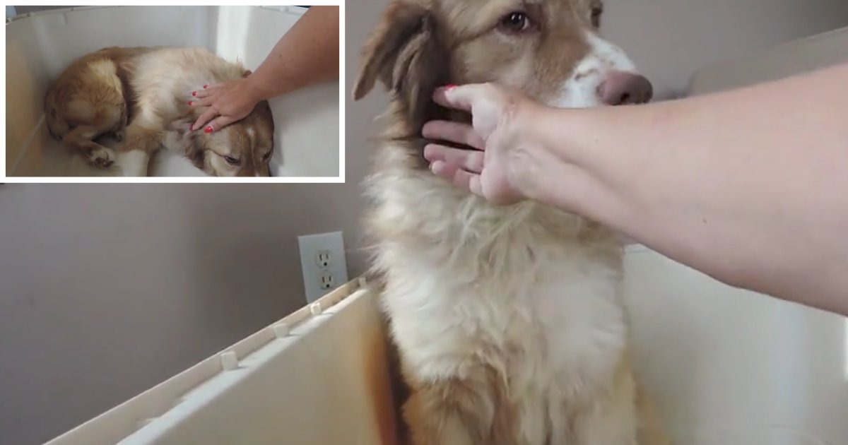 1 42.png?resize=412,275 - Rescue Dog Learning to Love Human Touch Will Melt Your Heart