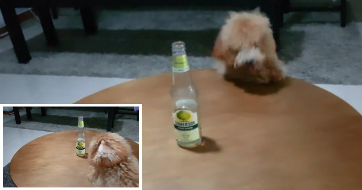 1 48.png?resize=412,232 - Dog Tries Everything To Get The Bottle On the Table