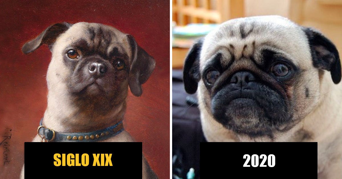 1 56.jpg?resize=412,232 - 10 Hechos Que Demuestran Que Los Pugs Son Un Reflejo De la Crueldad Y Egoísmo Del Ser Humano