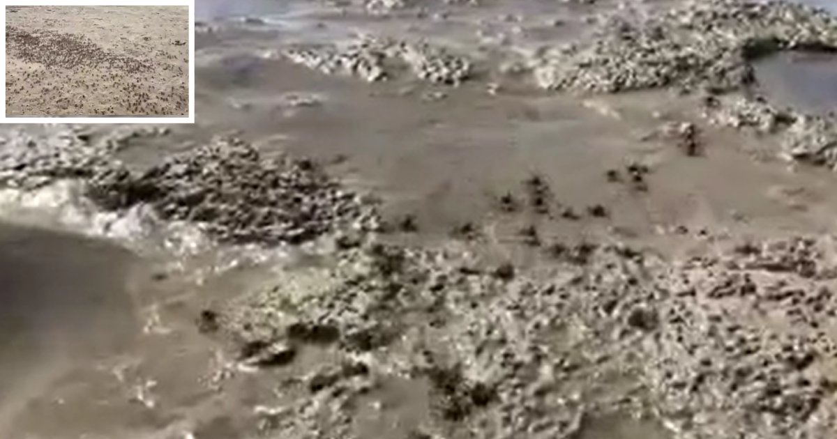 10 7.png?resize=412,232 - Thousands of Baby Crabs Scurry Around All Over the Beach