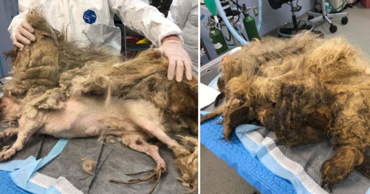 10.png?resize=1200,630 - Dog Unable to Move Due To Fully Matted Fur Gets A Perfect Makeover