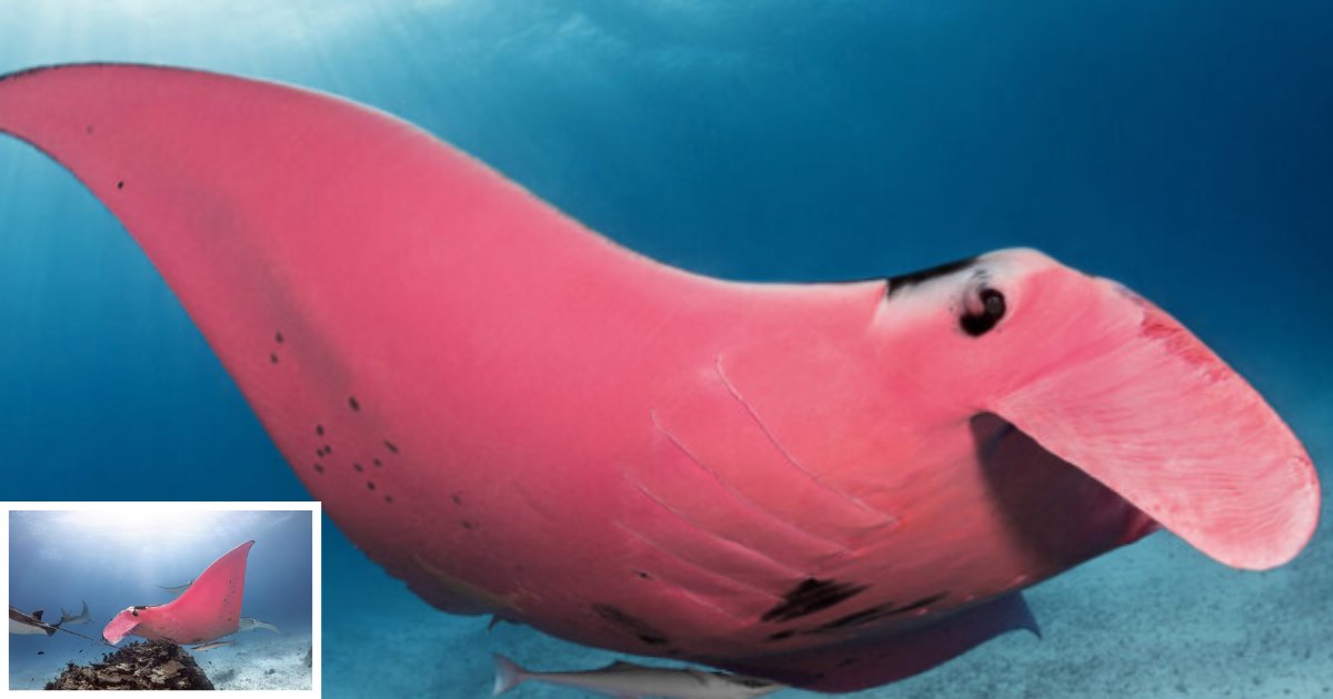 11 14.png?resize=1200,630 - The First-Ever Pink Manta Ray Was Found Swimming in The Great Barrier Reef