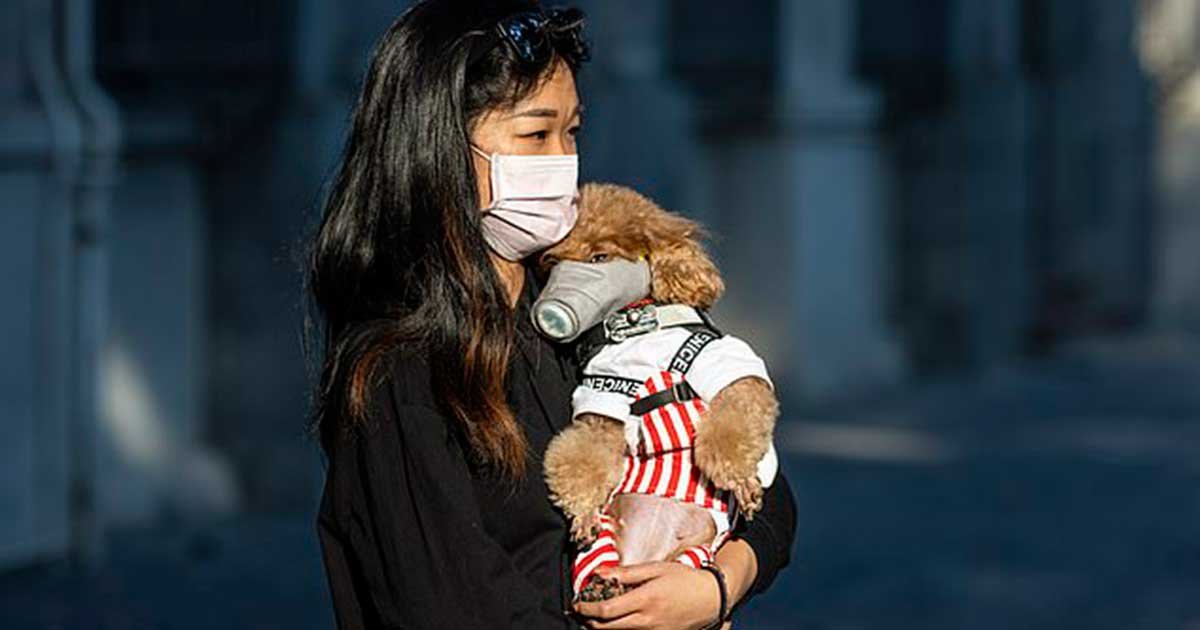 11 89.jpg?resize=412,275 - Chinese City Pushes Law To Ban Consumption Of Dog Meat Amid Coronavirus Epidemic