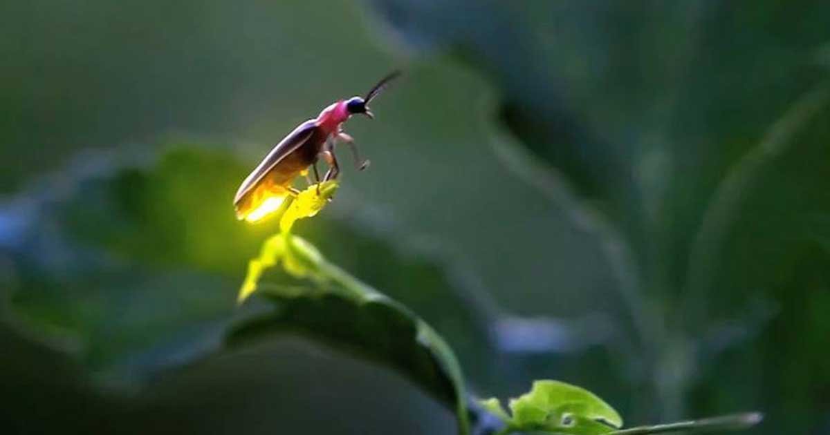 11 9.jpg?resize=1200,630 - Fireflies Risk Extinction from Habitat Loss, Pesticides and Artificial Light