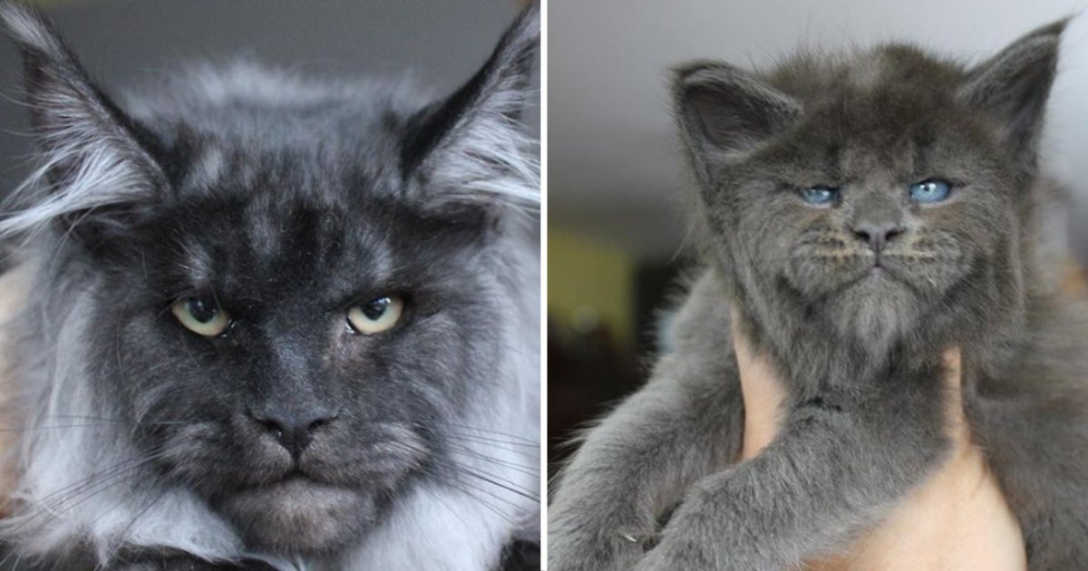 12 8.png?resize=412,275 - Woman Breeds Cats With Human-Like Faces