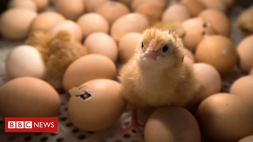 Resultado de imagen de France to ban culling of unwanted male chicks by end of 2021"