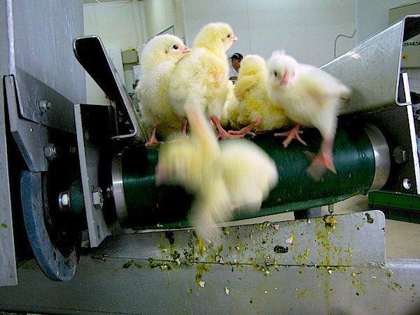 Resultado de imagen de France to ban culling of unwanted male chicks by end of 2021"