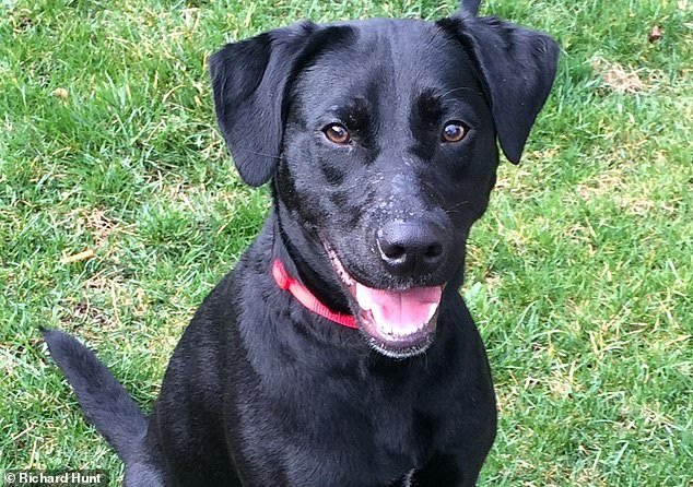 Edwards is accused of using an electrical cord to hang Midnight, a six-year-old black Labrador retriever (pictured), because he couldn