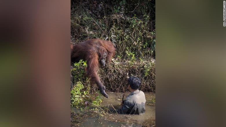 The orangutan held out its hand to the man, who was clearing snakes from a river as part of efforts to protect the endangered apes. 