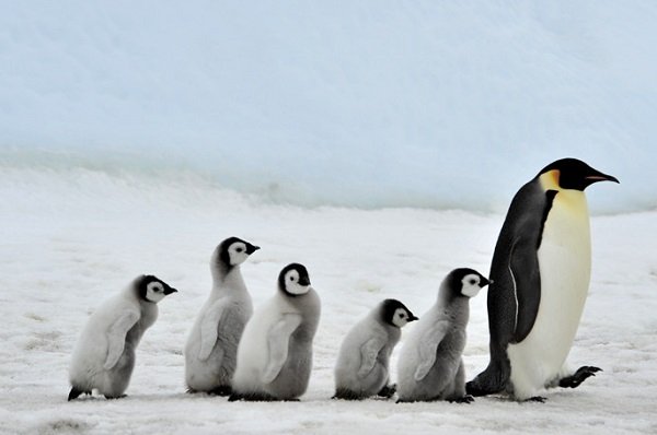남극 펭귄 이미지 검색결과