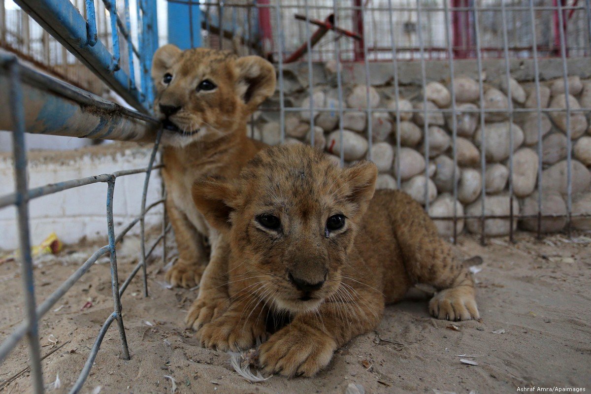 Resultado de imagen de gaza zoo lion
