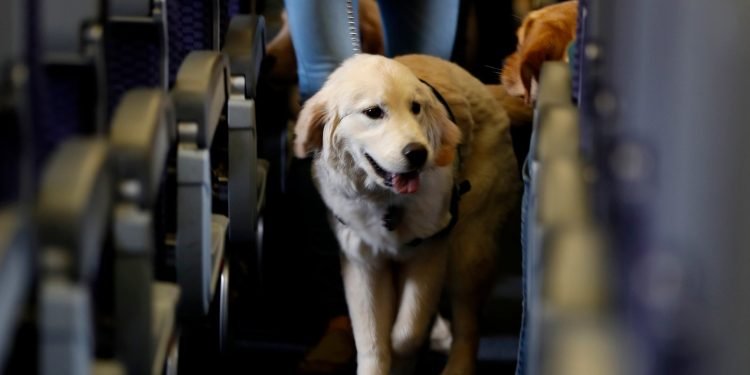 Resultado de imagen de perro en avion