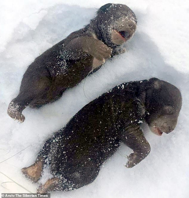 The dead cubs (pictured) were found by hunting experts who were patrolling a forest in the Anuchinsky district in the Far East of Russia