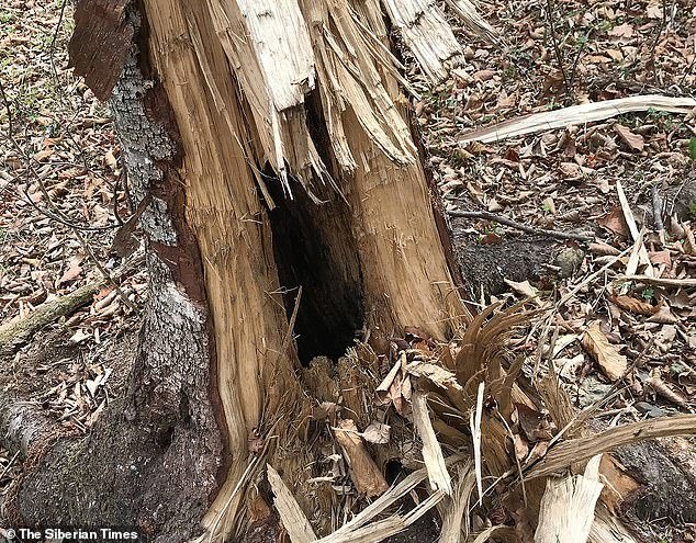 It is not clear how many men were responsible for disturbing the animals. Pictured: A tree opened by a Himalayan bear searching for honey in the Far East of Russia