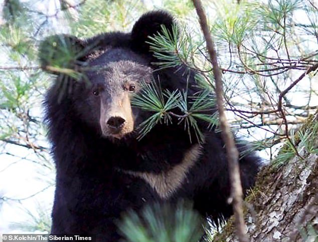 The regional department for Wildlife Control, Protection and Regulation have said that the mother bear survived the encounter. Pictured: A Himalayan bear in the Far East of Russia