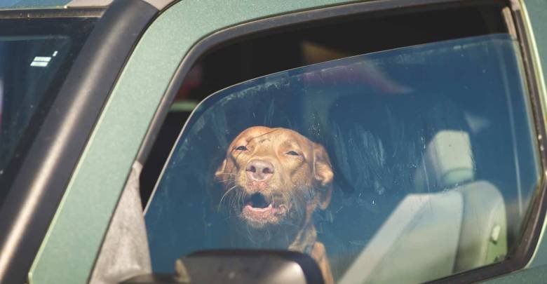 Resultado de imagen de perro en auto