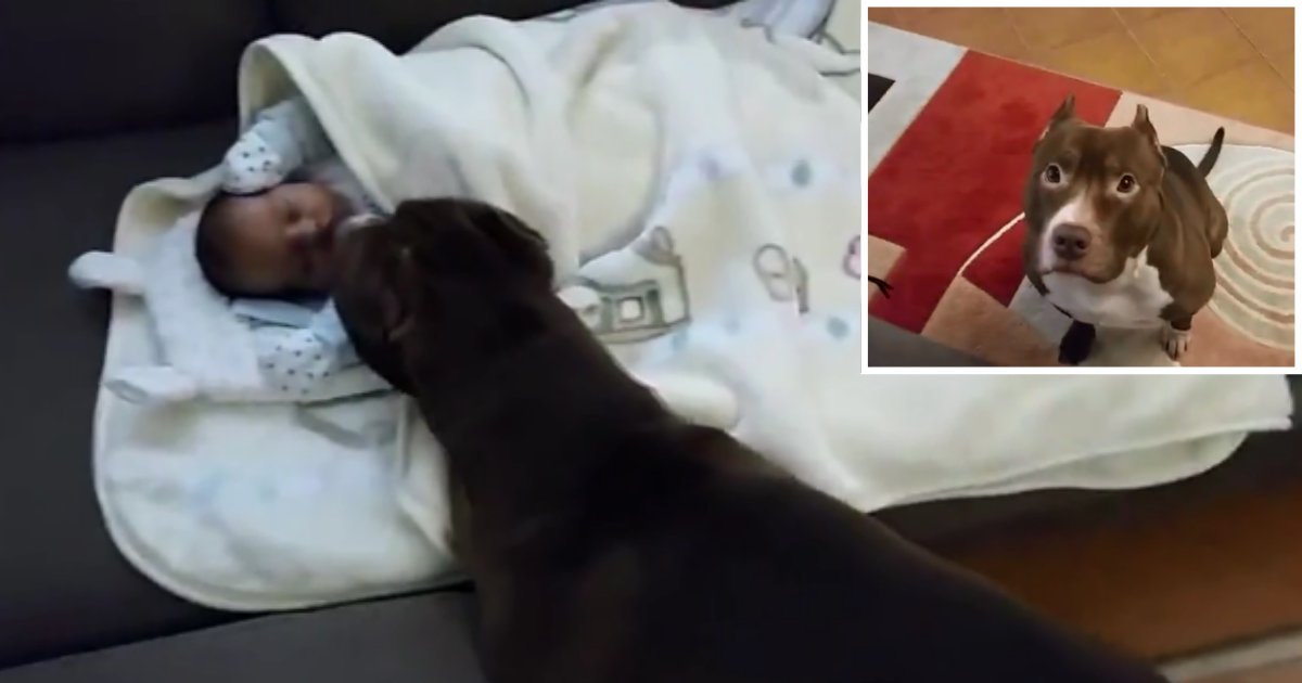 2 11.png?resize=412,275 - Gentle Pit Bull May Be the Best Nanny in the World