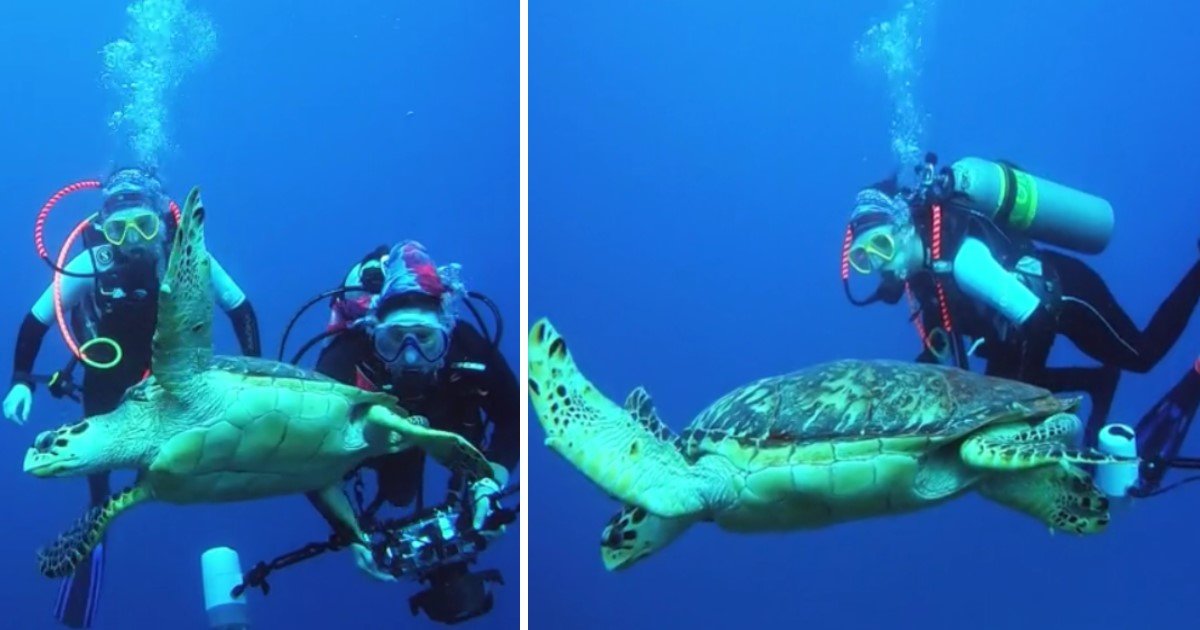 2 126.jpg?resize=412,232 - A Highly Social Sea Turtle Came Near A Scuba Diver To Have A Closer Look