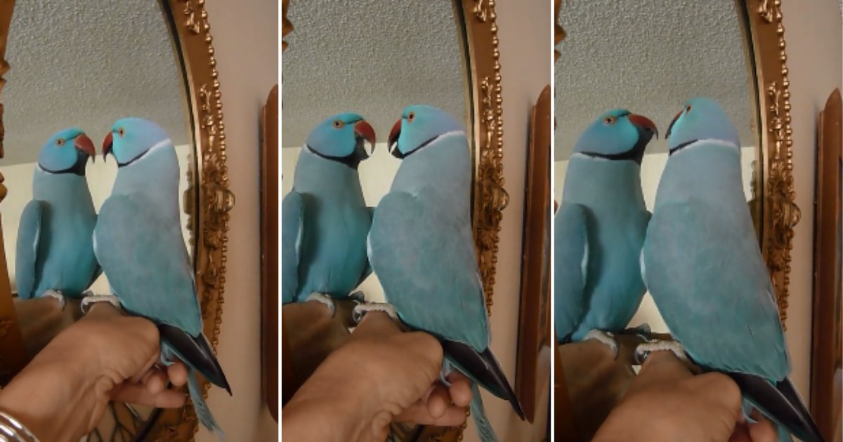 2 21.png?resize=412,275 - Adorable Parrot Kept Himself Busy Talking To The Mirror