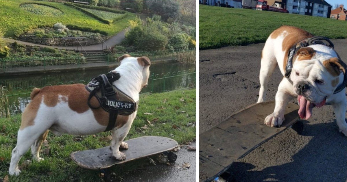 2 29.jpg?resize=412,232 - A Talented Bulldog Mastered Skateboard At A Young Age And Loves To Use It To Move Around