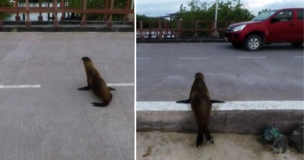 2 38.png?resize=412,275 - Smart Sea Lion Looks Both Directions Before Crossing The Road