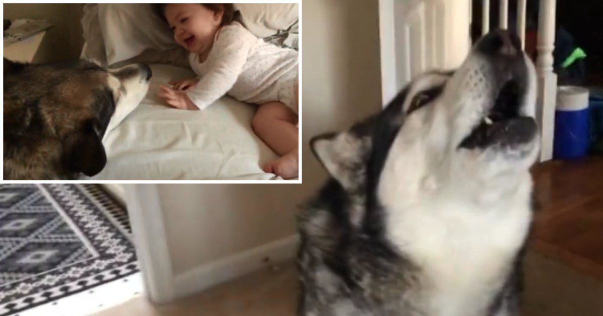 2 55.png?resize=1200,630 - Dog Can't Stop Making Cute Baby Laugh