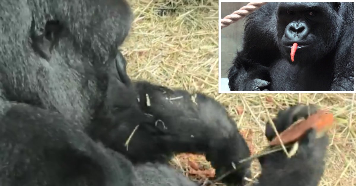 2 56.png?resize=412,275 - Fancy Gorilla Seen Cleaning and Peeling A Carrot Before Eating It