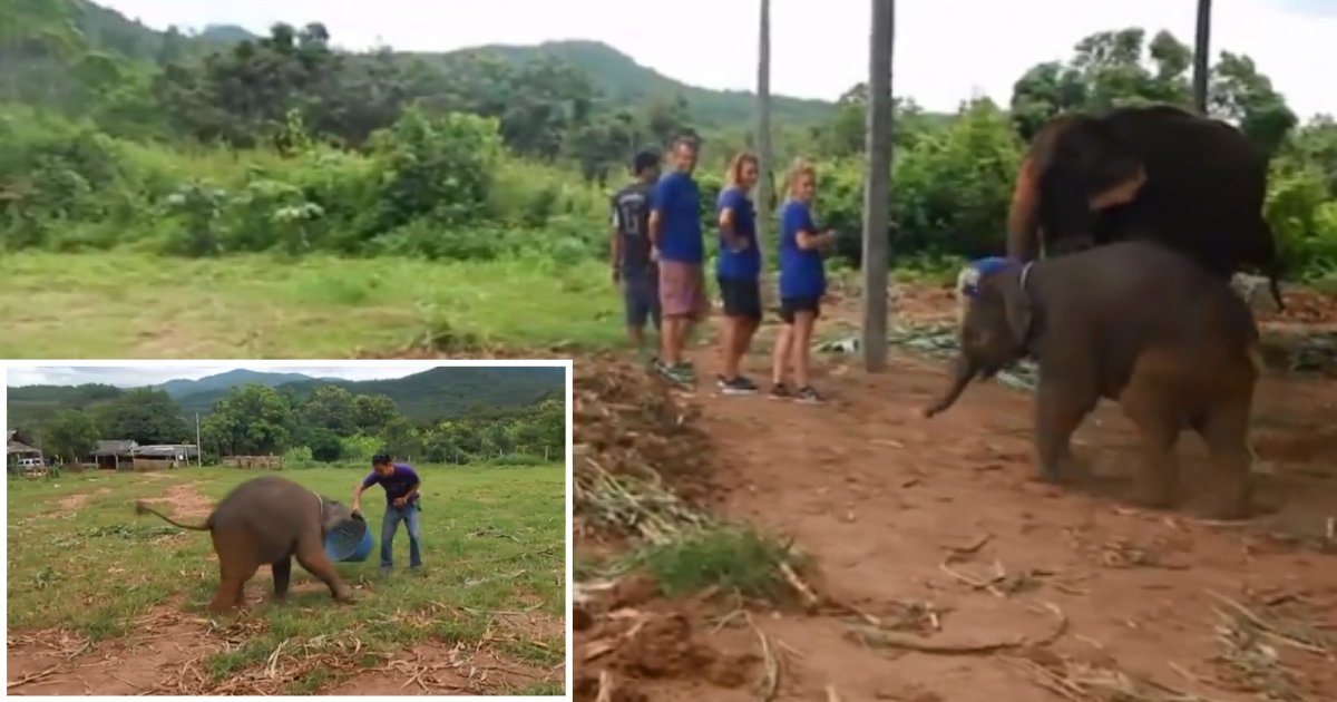 2 8.png?resize=412,232 - Rare Footage Captured A Six-Month-Old Baby Elephant Laughing
