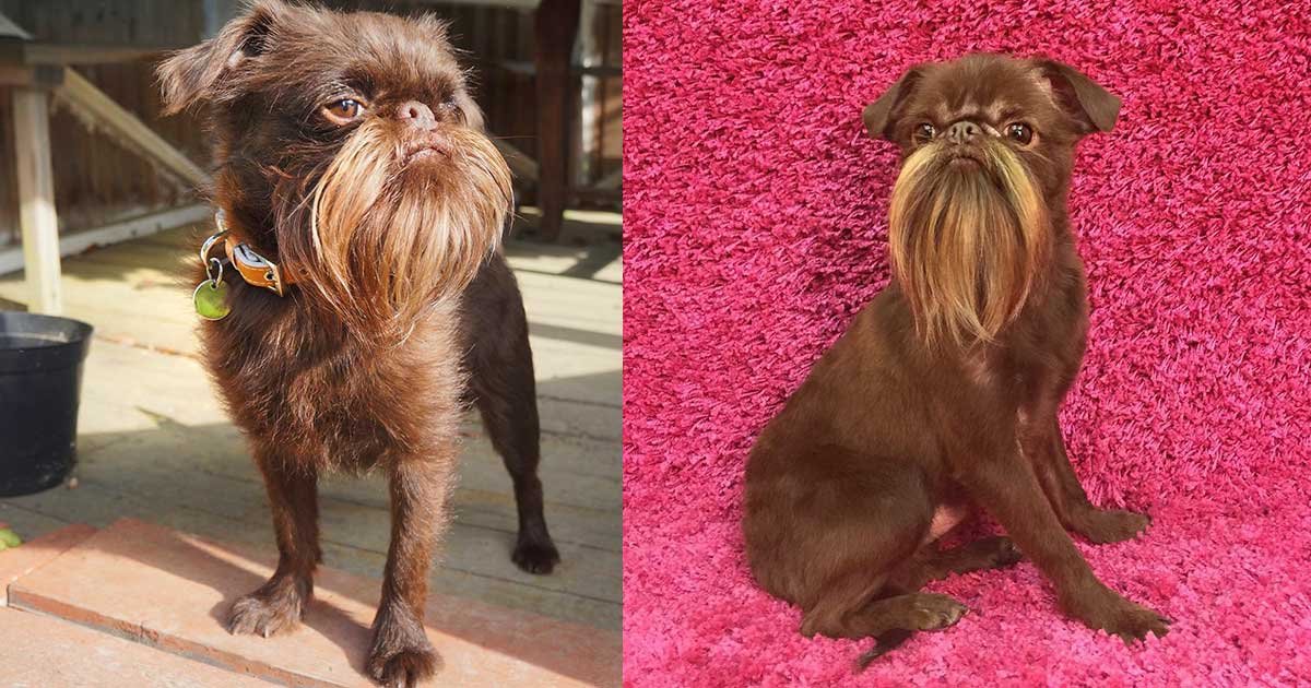 2 panel 18.jpg?resize=412,275 - A Dog Known As 'Chewbacca' Puts Any Hipster’s Beard To Shame