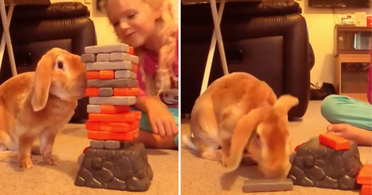 2.png?resize=1200,630 - Adorable Bunny And Little Girl Enjoy Playing Jenga Together