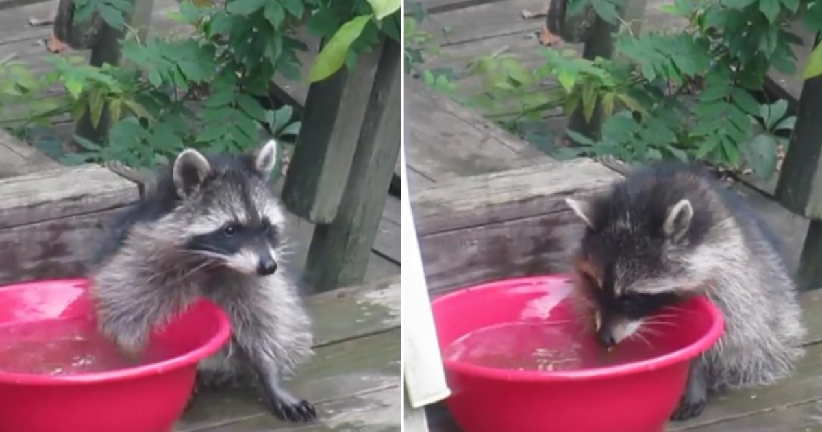 3 11.png?resize=1200,630 - Clever Raccoon Uses Bowl of Water in the Backyard to Wash Hands