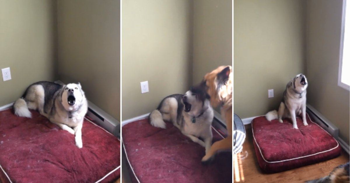 3 19.png?resize=412,232 - Husky Won’t Stop Throwing Tantrums at His Owner
