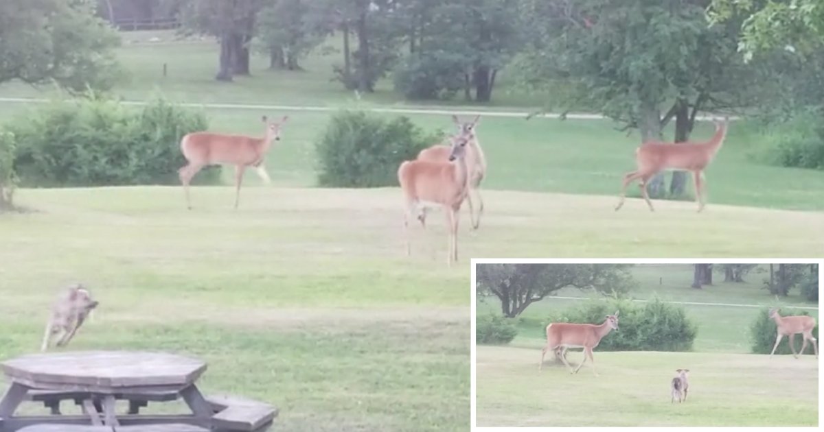 3 35.png?resize=412,275 - Puppy Plays Around With A Wild Deer in The Backyard