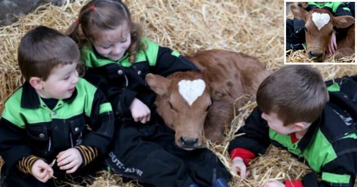 3 45.png?resize=412,275 - Jersey Cow Was Born with A Heart-Shaped Mark On its Head On Valentine’s Day  