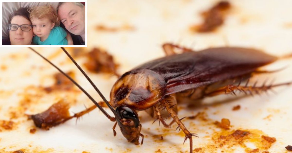 3 53.png?resize=1200,630 - Aussie Student Makes an Online Plea to Help Him Catch the ‘Abnormally Large’ Cockroach in His Kitchen