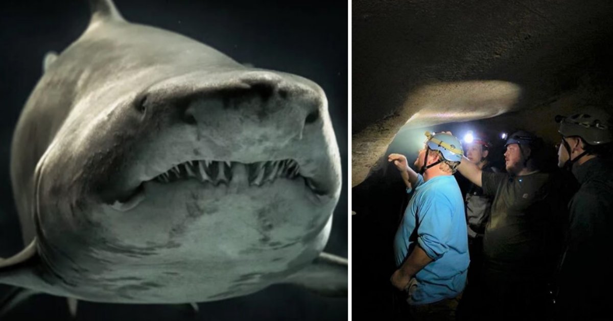 4 1.png?fit=1024%2C538&ssl=1&strip=all - 330 Million Year Old Shark's Massive Head Was Found In Kentucky