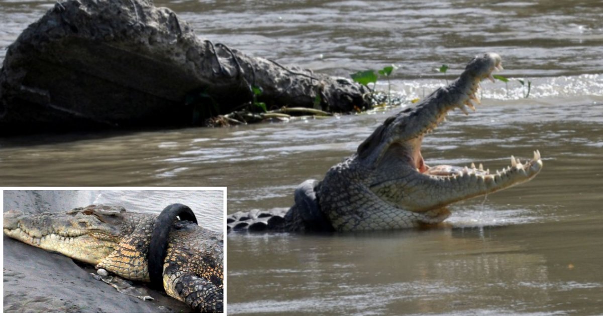 4 15.png?resize=1200,630 - Reward Offered If Someone Is Able to Remove A Tire From A Crocodile's Neck