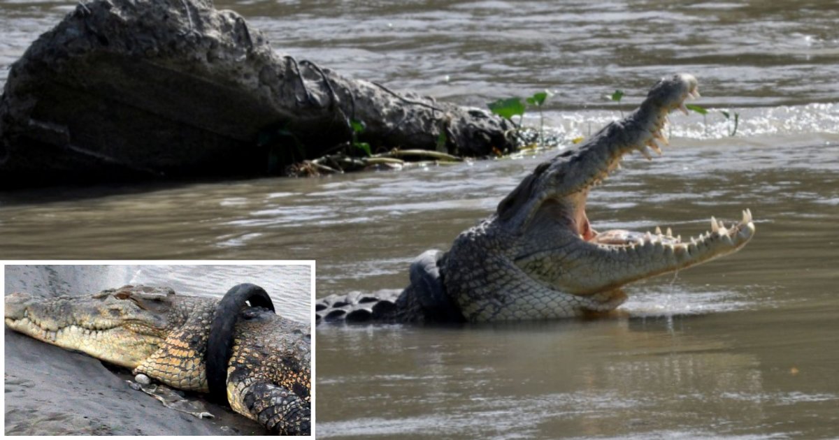 4 15.png?resize=412,275 - Reward Offered If Someone Is Able to Remove A Tire From A Crocodile's Neck