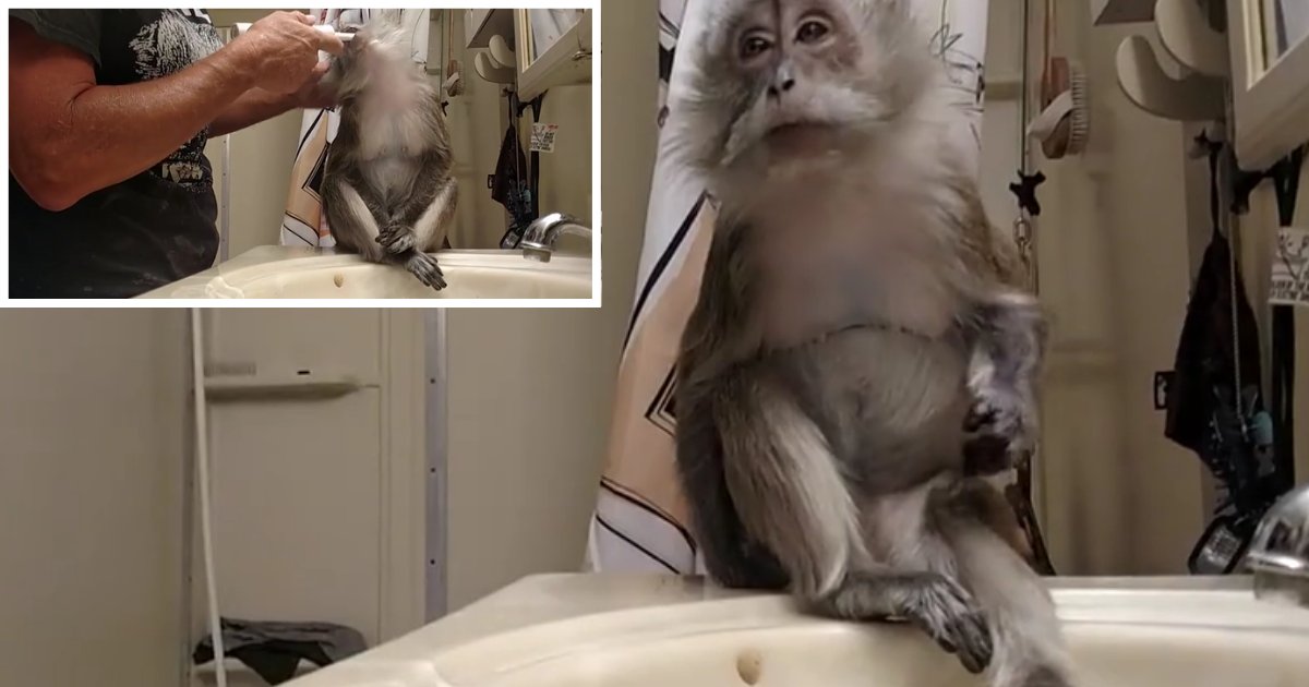 4 30.png?resize=1200,630 - Monkey Will Not Start the Day Without Brushing Teeth First