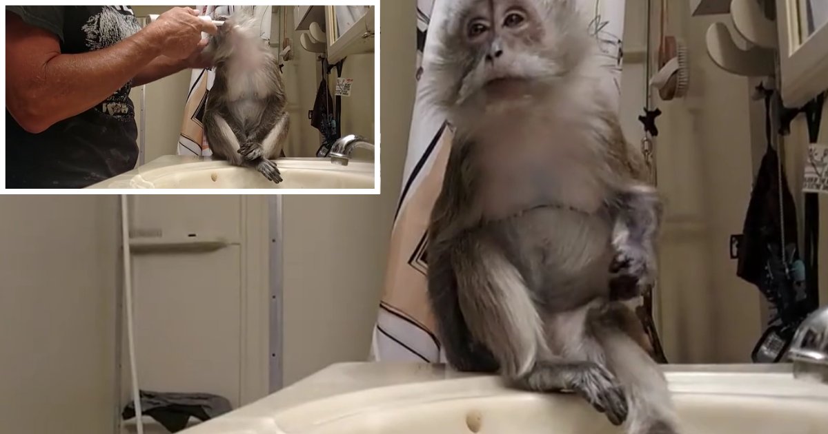 4 30.png?resize=412,275 - Monkey Will Not Start the Day Without Brushing Teeth First