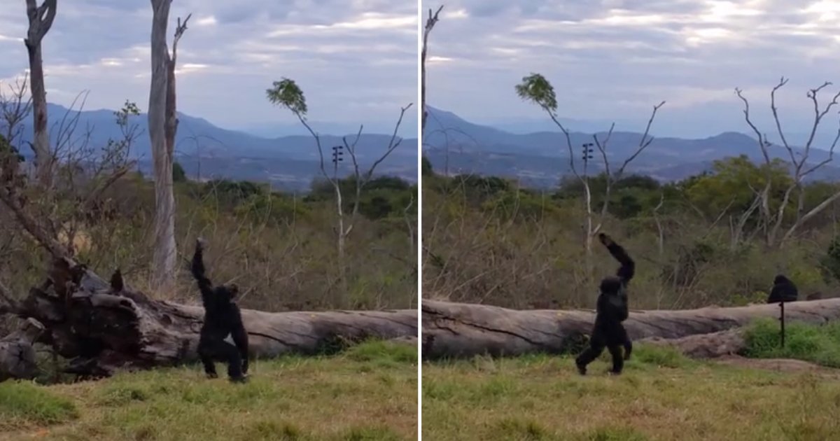 4 39.png?resize=1200,630 - These Happy Chimpanzees Are So Full of Joy They Can't Stop Dancing